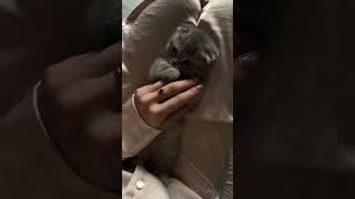 #кошка #мур #мяу #мурмяу
