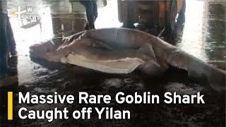 Yilan Fishers Catch Massive Rare Goblin Shark | TaiwanPlus News