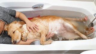 등산 후 목욕하다 잠들어버린 큰 강아지 My Dog Sleeping in a Bath