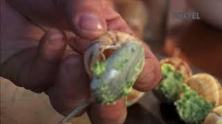 Matt Moran - Paddock To Plate - Garlic Butter Snails