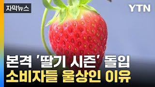 [자막뉴스] 겨울 제철 딸기 못 먹는다?...금딸기 우려에 '울상' / YTN