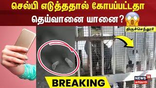 Tiruchendur Deivanai | செல்பி எடுத்ததால் கோபப்பட்டதா தெய்வானை யானை? | Elephant