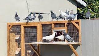 Loft Flying My 2021 Racing Pigeons