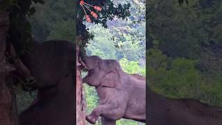 Elephant Problem-solving in Action 🫣🫡Credit​  by @DxShutter