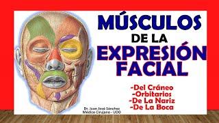  MUSCLES of FACIAL EXPRESSION and SKULL