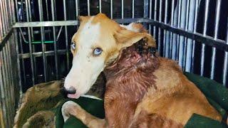 Almost fatal: healing dog's astounding neck wound...