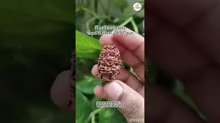14 mukhi rudraksha #rudraksha#shiv #om #rudra #rudraksh #rudraksha #mahadev #viral #shorts
