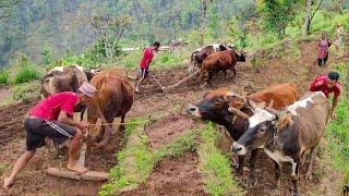 Plowing Field with Oxen in Nepal | Traditional agriculture | Village life In Nepal | Rural Nepal