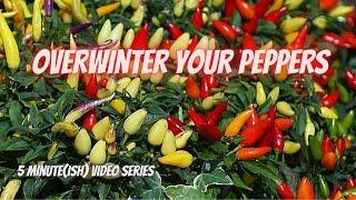 Tuesday Growing Tip: Overwinter Your Pepper Plants || DHBG