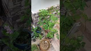 My Garden Today | Texas Sage | Vertical Gardening | Neetu's Nostalgia