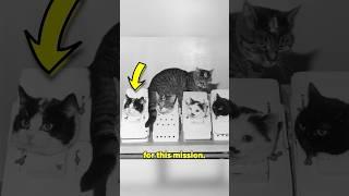 First Cat in Space 