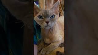 Ever Seen A Cat Paint?! | Cats 101 | Animal Planet