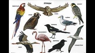 Названия птиц на русском языке. Птицы. Learn birds' names in Russian language