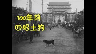 拯救中华田园犬：纯正的土狗长什么样？来看看100年前的珍贵影像