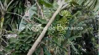 Le Régime de Bananes