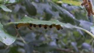 BUFF TIP MOTH CATERPILLARS - Phalera bucephala