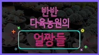 #22 반반다육농원의 예쁜이들 ( #얼짱 #신상 #다육식물 #다육이 #banban #plants #다육농원 )