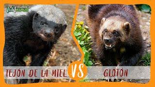 TEJÓN DE LA MIEL VS GLOTÓN: Batalla de los mas valientes.