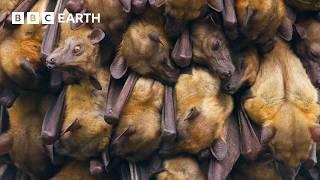 Living Up A Tree To Film Bats | The Making of Mammals | BBC Earth