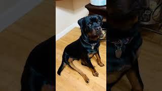 #rottweiler  #puppy  hurry up mommy let’s go out️