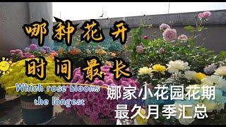 娜家小花园花期最久月季品种汇总Which rose blooms the longest