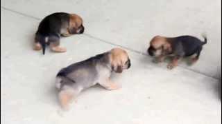 Puggle Puppies For Sale at www.greenfieldpuppies.com