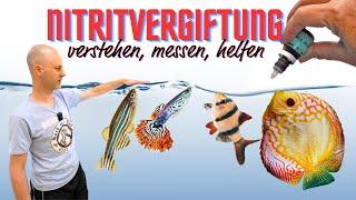 Schütze deine Fische vor Vergiftung! - Vorbeugung und Bekämpfung von Nitrit im Aquarium