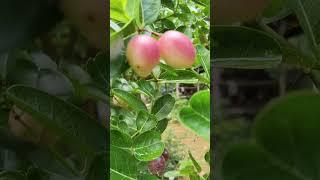 Cheri#fruit##viralvideo#shortvideo#