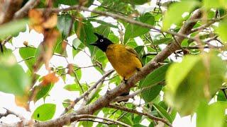 เสียงนกปรอดเหลืองหัวจุก ต่อนกเรียกนกชัดๆ Black-crested Bulbul