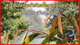 แนะนำสารป้องกันกำจัดเชื้อราหน้าฝน ใช้ได้กับพืชทุกชนิด