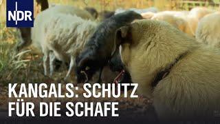 Kangals: Bodyguards für Schafe | NaturNah | NDR Doku