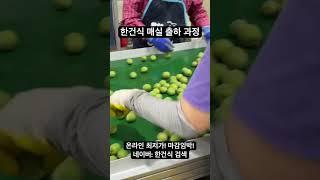 한건식 매실 출하 과정#매실 #청매 #과일 #하동매실 #청매실 #과일맛집 #과일정보
