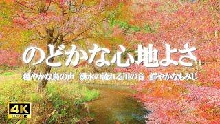 のどかな心地よさ：穏やかな鳥のさえずり、湧水の流れる川の音、紅葉 / リフレッシュ、勉強、作業の集中力向上【自然音,ASMR,立体音響,4K,relaxing  nature sounds】