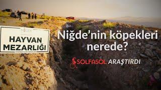 Niğde'nin köpekleri nerede? Solfasol araştırdı #yasayıgeriçek