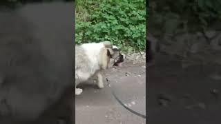 Щенок кавказской овчарки. Команда рядом!