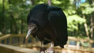 The Ohio Bird Sanctuary in Mansfield, Ohio is dedicated to caring for and rehabilitating Ohio birds.