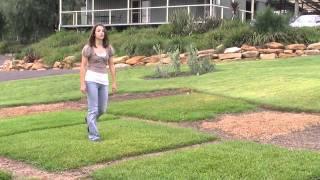 Palmetto Soft Leaf Buffalo Turf | The Low Maintenance Lawn