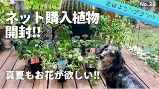 【購入植物】NO.28 開封！ネット購入植物暑いけど買ってしまいました2022.7.16