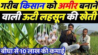 लहसुन की खेती कब और कैसे करें | Lahsun ki kheti kaise karen | Lahsun ki kheti 2024 | Garlic farming