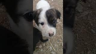New Born Stray puppies learned to walk | Mountain Village -Nature Buddies #anime #animals #uk #viral