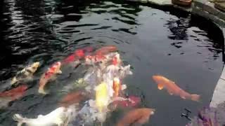 Feeding our Koi Carp