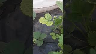 Хлороз на клубнике      #дача #огород #клубника