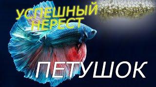 РАЗВЕДЕНИЕ ПЕТУШКОВ от А до Я | Что нужно для успешного нереста