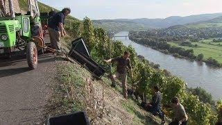 Vineyard Rainer Heil, Brauneberg - Germany HD Travel Channel