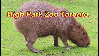 High Park Zoo Toronto 2024. #zoo #shamshermannbti