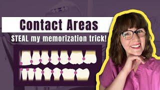 Learn the Contact Areas of all the Teeth | Use This Chart and Trick to Help You Memorize Them FASTER