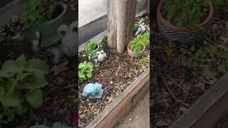 Had to stop n watch the #babies #grow #horticulture #garden #permaculture #garden #gardenvisit #flow