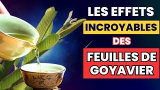 8 RAISONS ÉTONNANTES de savourer l'infusion de feuilles de goyavier!