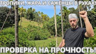 Один день из жизни начинающего филиппинского плантатора
