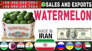 Iranian watermelon: Buy and export of watermelons from Iran to all over the world